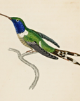 1833 Dupont's Hummingbird Hand-Colored Steel Engraving Jardine Lizars
