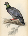 1835 Wood Pigeon Hand-Colored Engraving Jardine Lizars - Pigeons