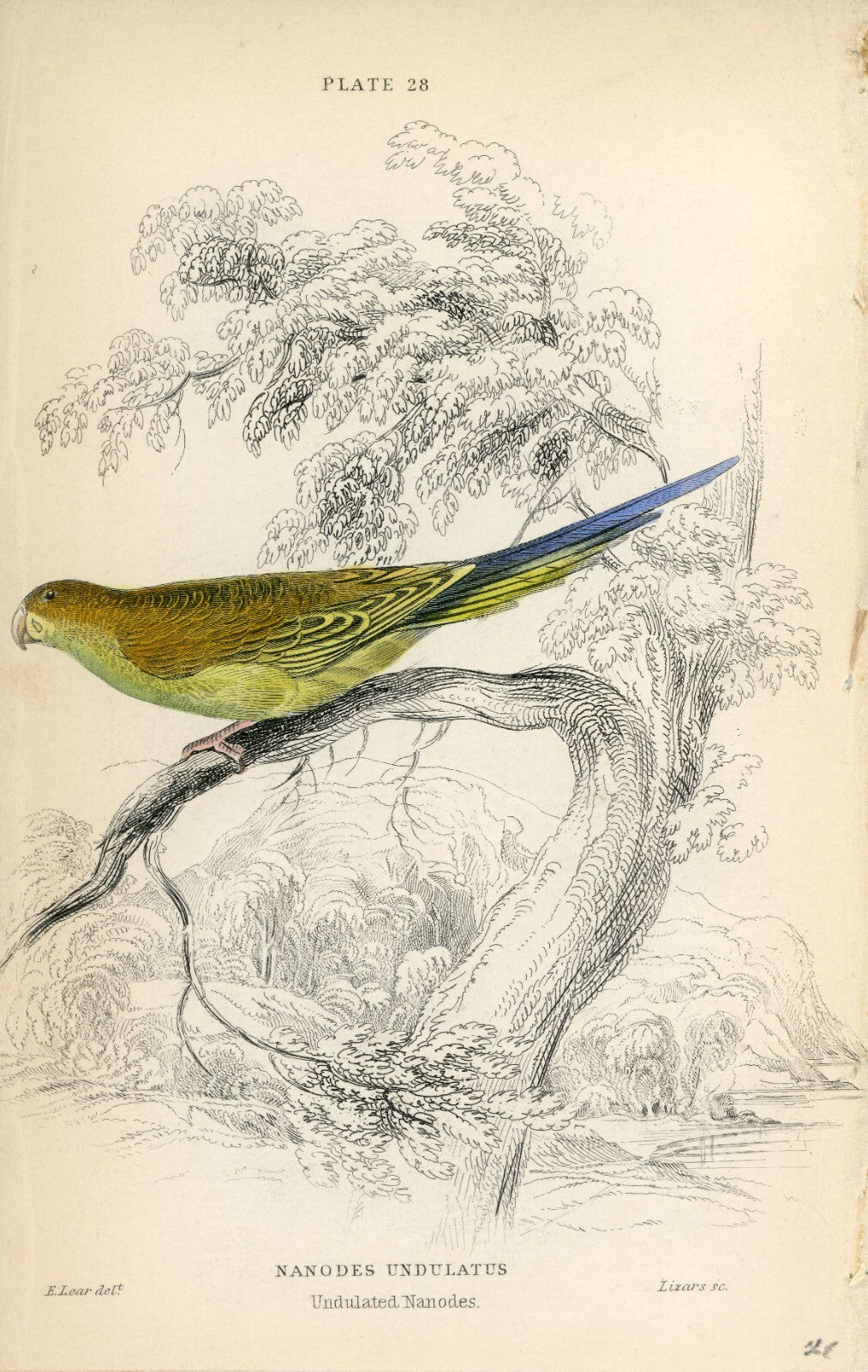 1836 Undulated Nanodes Hand-Colored Steel Engraving Jardine Lizars - Parrots