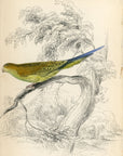 1836 Undulated Nanodes Hand-Colored Steel Engraving Jardine Lizars - Parrots