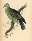 1835 Aromatic Vinago Hand-Colored Steel Engraving Jardine Lizars - Pigeons