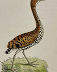 1789 Tiger Bittern Shaw & Nodder Hand Colored Copperplate Engraving