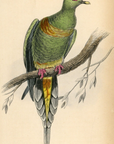 1835 Sharp-Tailed Vinago Hand-Colored Steel Engraving Jardine Lizars - Pigeons