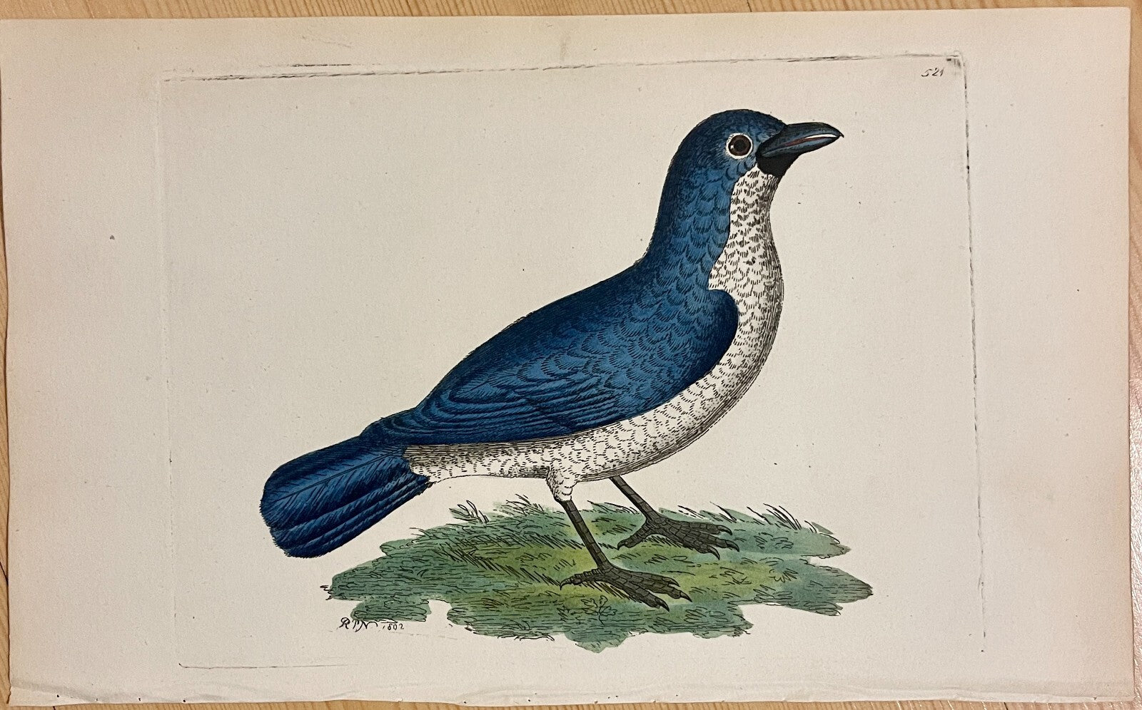 1789 Blue Shrike Shaw & Nodder Hand Colored Copperplate Engraving