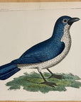 1789 Blue Shrike Shaw & Nodder Hand Colored Copperplate Engraving