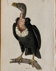 1789 Pondicherry Vulture Shaw & Nodder Hand Colored Copperplate Engraving