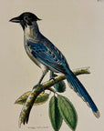 1789 Cyanean Crow Shaw & Nodder Hand Colored Copperplate Engraving