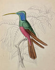 1833 Harlequin Hummingbird Hand-Colored Steel Engraving Jardine Lizars Plate 31