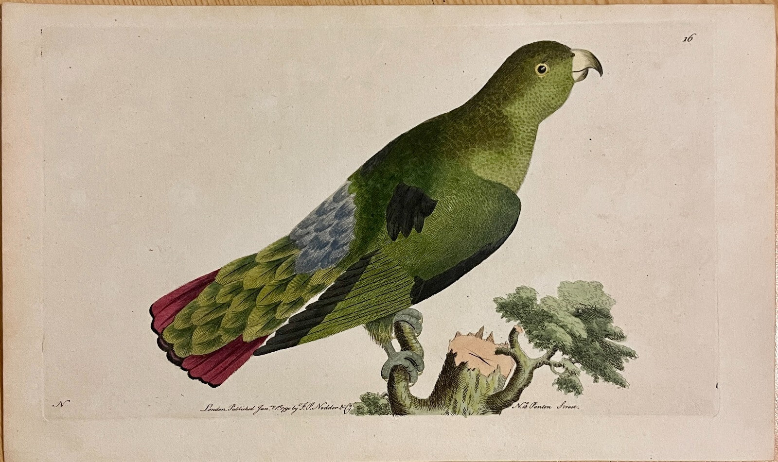 1789 Purple-Tailed Parrakeet (Parakeet) Shaw & Nodder Hand Colored Engraving