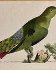 1789 Purple-Tailed Parrakeet (Parakeet) Shaw & Nodder Hand Colored Engraving
