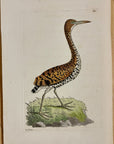 1789 Tiger Bittern Shaw & Nodder Hand Colored Copperplate Engraving
