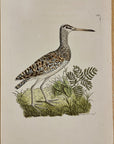 1789 Chinese Snipe Shaw & Nodder Hand Colored Copperplate Engraving