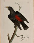 1789 Red Rumped Oriole Shaw & Nodder Hand Colored Copper Engraving