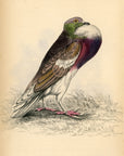 1835 Powter or Cropper Pigeon Hand-Colored Engraving Jardine Lizars - Pigeons