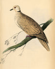 1835 Ringed Turtle Dove Hand-Colored Engraving Jardine Lizars - Pigeons