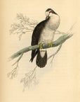 1835 Tambourine Ground Dove Hand-Colored Engraving Jardine Lizars - Pigeons