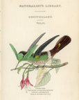 1833 Hummingbird Hand-Colored Frontispiece Jardine Lizars Ornithilogy Vol. II