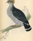1835 Double-Crested Pigeon Hand-Colored Engraving Jardine Lizars - Pigeons