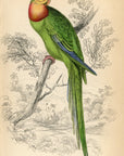 1836 Barraband Ring Parakeet Hand-Colored Engraving Jardine Lizars - Parrots