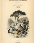 1835 Ring Pigeon Hand-Colored Frontispiece Jardine Lizars Ornithilogy Vol. V