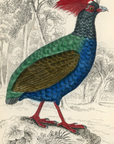 1834 Crested Partridge Hand-Colored Engraving Jardine Lizars - Game Birds