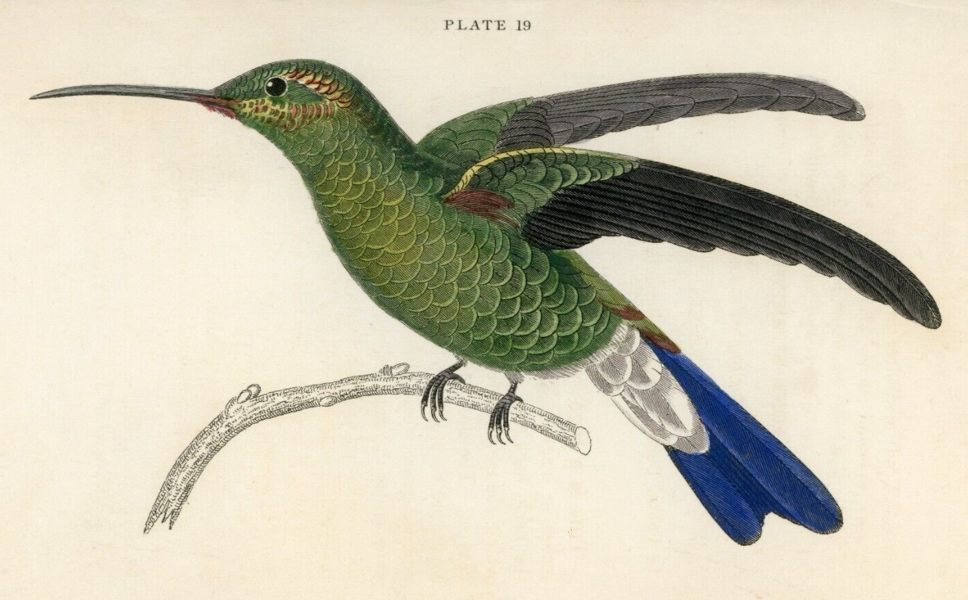 1833 Buffon's Hummingbird Hand-Colored Engraving Jardine Lizars