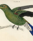 1833 Buffon's Hummingbird Hand-Colored Engraving Jardine Lizars