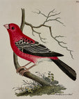 1789 Greater Bullfinch Tanager Shaw & Nodder Hand Colored Copperplate Engraving