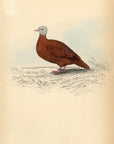 1835 Ferruginous Ground Dove Hand-Colored Engraving Jardine Lizars - Pigeons