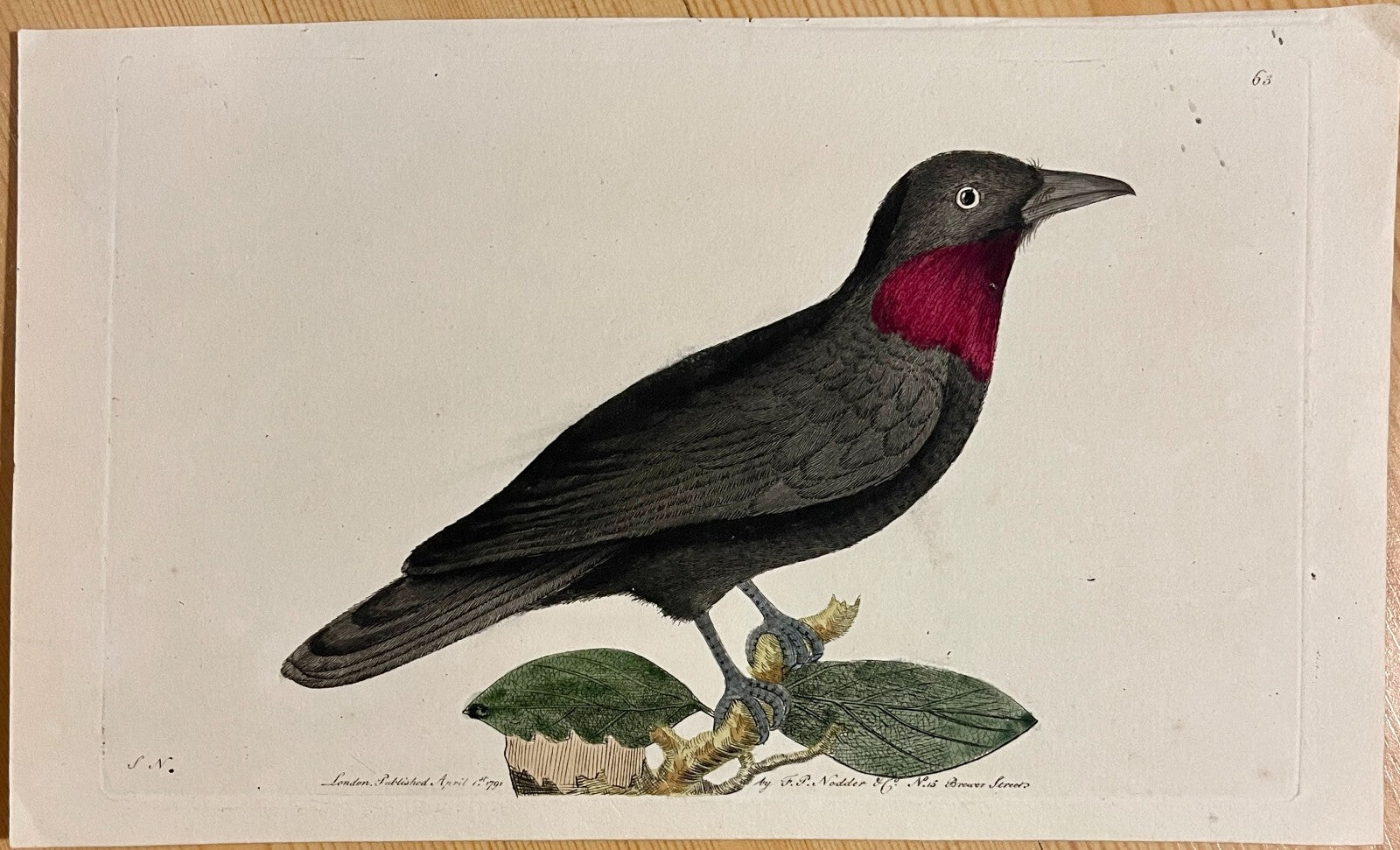 1789 Purple-Throated Flycatcher Shaw & Nodder Hand Colored Copperplate Engraving