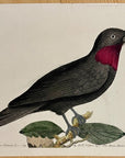 1789 Purple-Throated Flycatcher Shaw & Nodder Hand Colored Copperplate Engraving