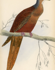 1835 Pheasant-Tailed Pigeon Hand-Colored Engraving Jardine Lizars - Pigeons