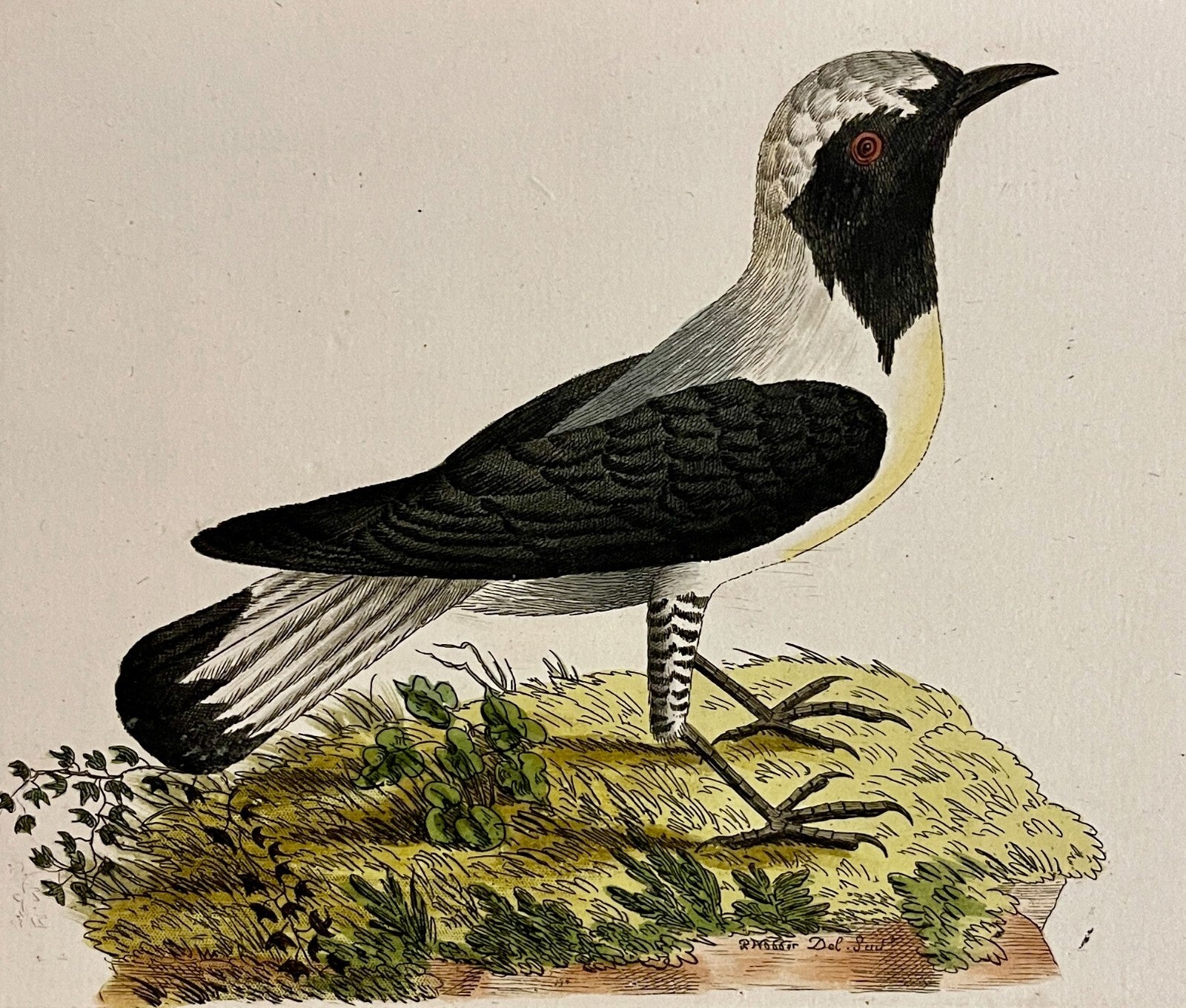 1789 Georgian Flycatcher Shaw & Nodder Hand Colored Copperplate Engraving