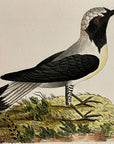 1789 Georgian Flycatcher Shaw & Nodder Hand Colored Copperplate Engraving
