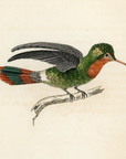 1833 Tufted-Necked Hummingbird Hand-Colored Steel Engraving Jardine Lizars