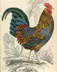 1834 Sonnerat's Wild Cock (Male) Hand-Colored Steel Engraving Jardine Lizars