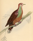1835 White-Fronted Ground Dove Hand-Colored Engraving Jardine Lizars - Pigeons
