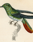 1833 Recurved Billed Hummingbird Hand-Colored Steel Engraving Jardine Lizars