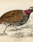 1834 Francolinus Partridge Hand-Colored Engraving Jardine Lizars - Game Birds
