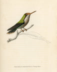 1833 Magnificent Hummingbird Hand-Colored Steel Engraving Jardine Lizars