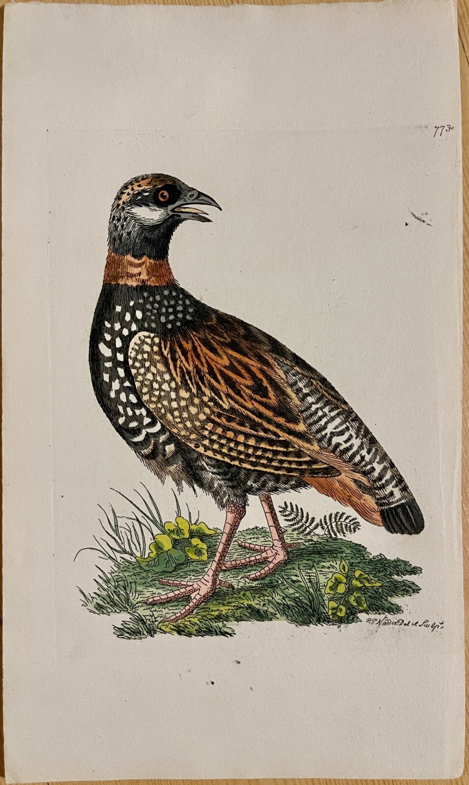 1789 Francolin Shaw & Nodder Hand Colored Copperplate Engraving