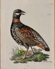 1789 Francolin Shaw & Nodder Hand Colored Copperplate Engraving
