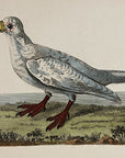 1789 Southern Sheathbill Shaw & Nodder Hand Colored Copper Engraving