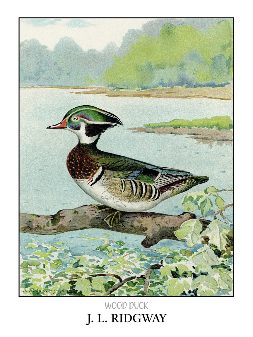 a picture of a bird sitting on a tree branch