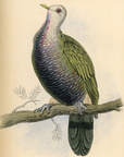 1835 Magnificent Fruit Pigeon Hand-Colored Engraving Jardine Lizars - Pigeons