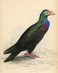 1835 Turkish or Mawmet Pigeon Hand-Colored Engraving Jardine Lizars - Pigeons