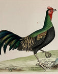 1789 Variegated Pheasant Shaw & Nodder Hand Colored Copper Engraving