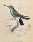 1833 Avocet Billed Hummingbird Hand-Colored Steel Engraving Jardine Lizars Pl. 2