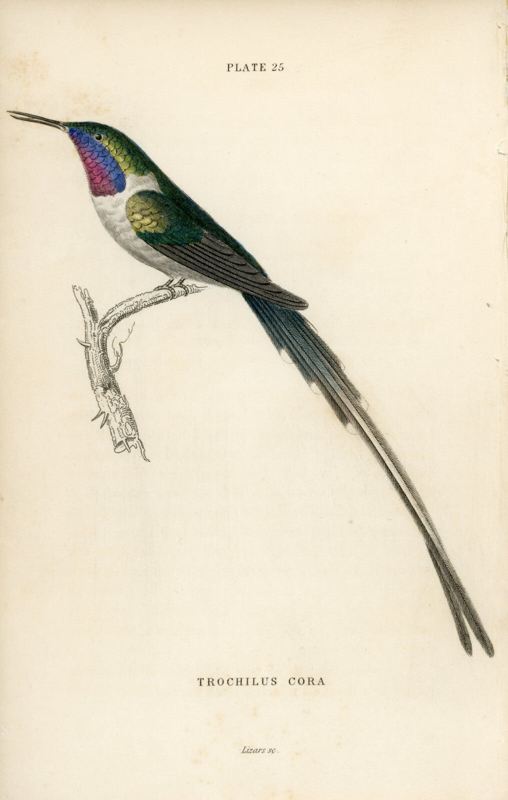 1833 Cora Hummingbird Hand-Colored Steel Engraving Jardine Lizars
