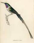 1833 Cora Hummingbird Hand-Colored Steel Engraving Jardine Lizars